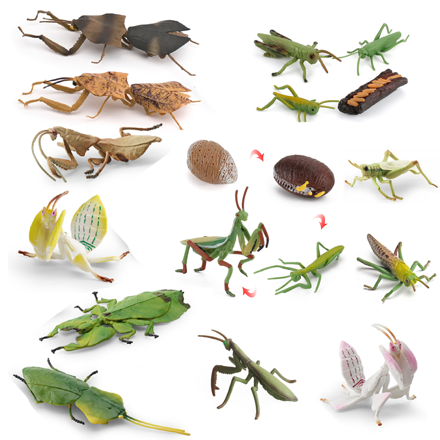 Kids Educational Game - Modelo Realista de Mantis Orquídea, Mantis
